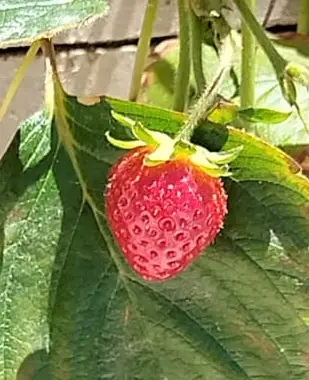 Erdbeere in Biolit Wand