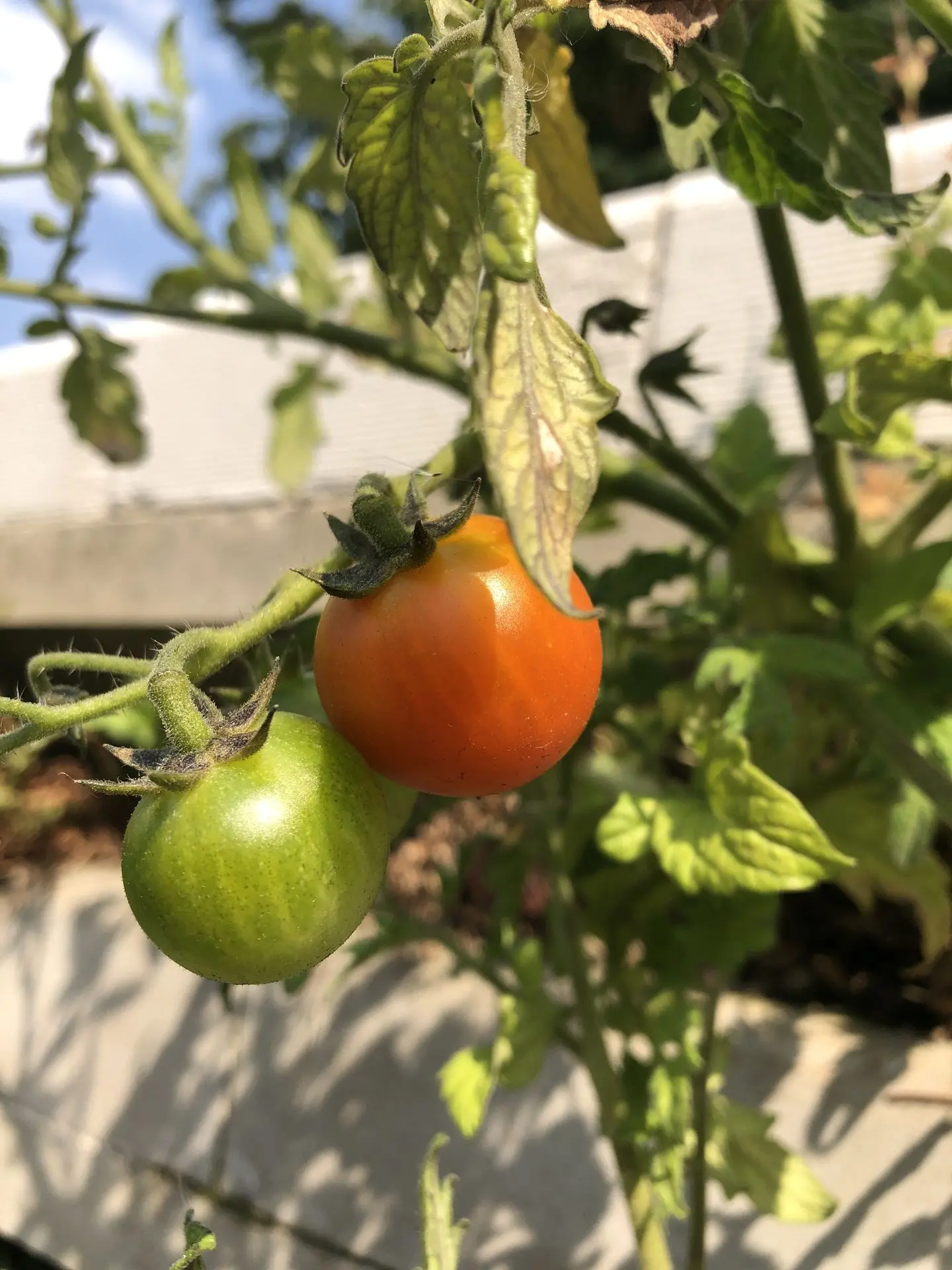 Tomaten in Biolit Wand