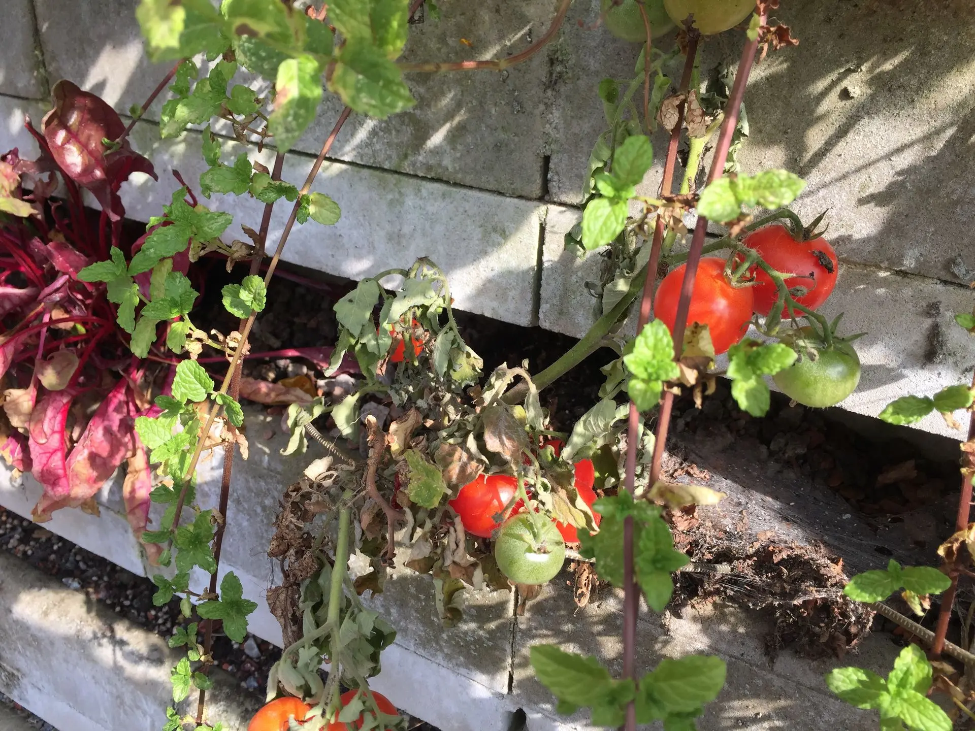 Tomaten in Biolit Wand