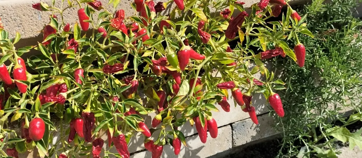Chillis in Biolit Wand