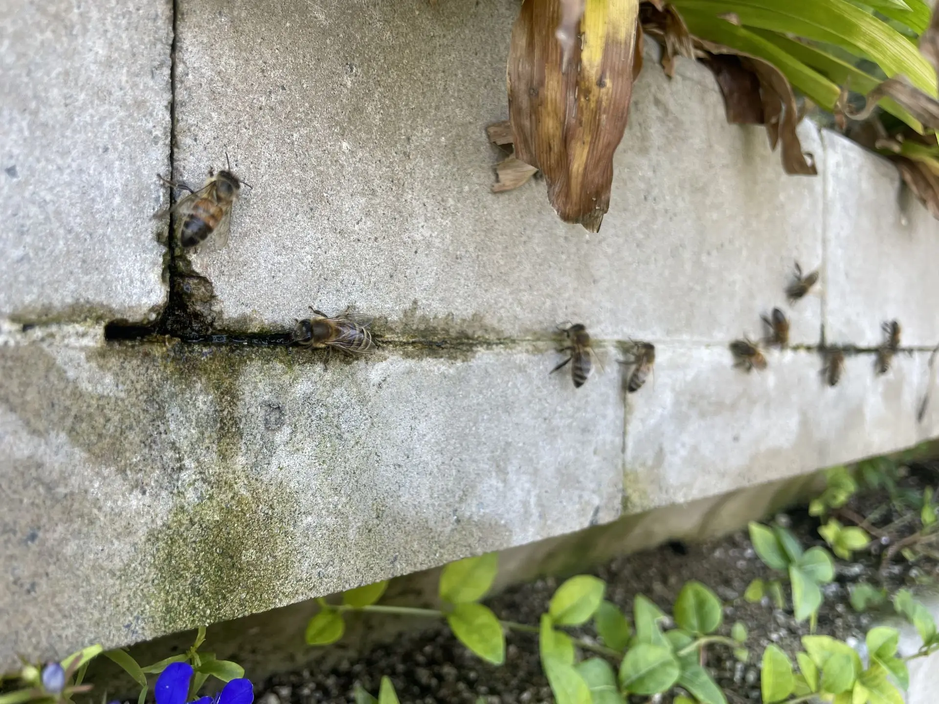 Biodiversität vertikale Begrünung